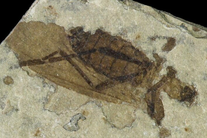 Fossil March Fly (Plecia) - Green River Formation #138472